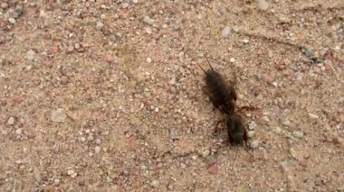 Köstebek cırcır böcek aile Gryllotalpidae, sırada düz kanatlılar (çekirge, çekirge ve cırcır böcekleri) üyesidir. Köstebek cırcır böcekleri silindirik gövdeli yaklaşık 35 santimetre vardır..