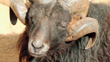 Kunduzdan oluşur (Ovis orientalis orientalis grubu), yaban koyunu (Ovis orientalis) alt grubudur. Nüfus mouflons (orientalis grubu) ve urials (vignei grubu bölümlenmesi).
