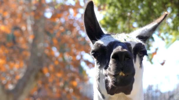 Lama (Lama glama) is een gedomesticeerde Zuid-Amerikaanse kameelachtige, grote schaal gebruikt als vlees en dierlijk pack door Andes culturen sinds het tijdperk van de pre-Columbiaanse. — Stockvideo