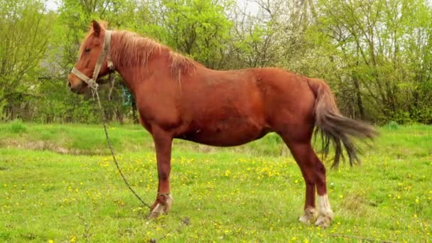 Caballo de la bahía pastorea en el pasto de verano con hierba jugosa cerca del pueblo . — Vídeos de Stock