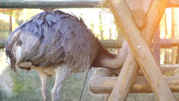 Загальні страуса (Struthio camelus) є одного або двох видів великих нелітаючих птахів рідною для Африки, тільки живим членом рід Struthio, що в ratite сім'ї. — стокове відео