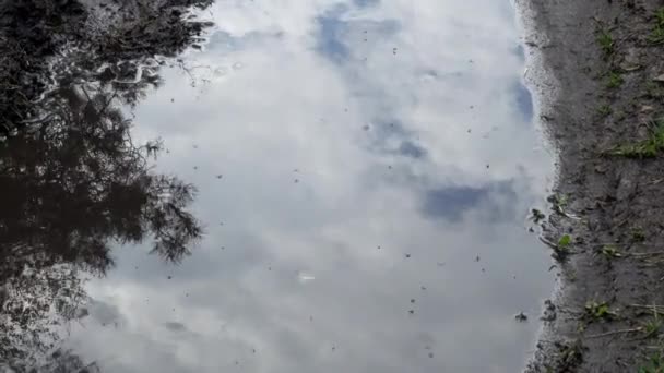 Mosquitoes fly over a puddle on a dirt road. Mosquitoes are small, midge-like flies which comprise family Culicidae. Females of most species are ectoparasites, pierce hosts skin to consume blood. — Stock Video