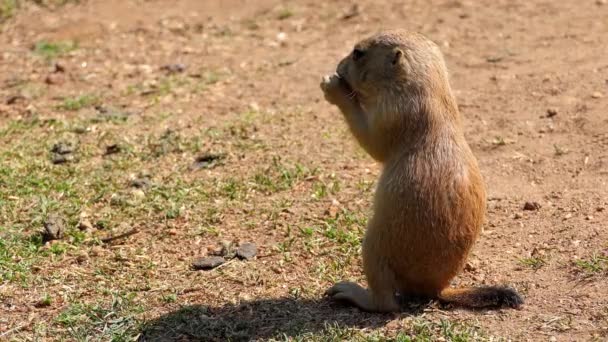 Gele grondeekhoorn (Spermophilus fulvus) is groot en stevig soort met naakte zolen op achtervoeten. Het komt voor in Afghanistan, China, Iran, Kazachstan, Turkmenistan, Oezbekistan en Rusland. — Stockvideo