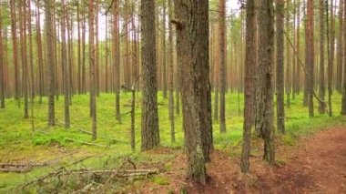 Yüksek ağaçları orta Polonya şerit ile çam ormanı.