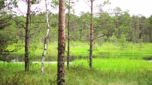 Panorama van moeras veld In Viru Raba in Lahemaa, Estland. — Stockvideo