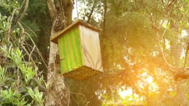 Yeşil çizgilerle boyalı, ahşap kuş yuvası yaz Şehir Parkı içinde ağaç üzerinde asılı.