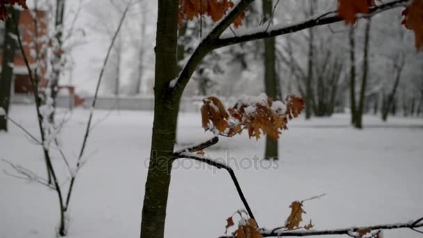 Niña hermosa en chaqueta caliente sacude árbol nevado en el parque de la ciudad de invierno . — Vídeos de Stock