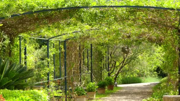 Soller Botanical Garden en catalan est situé dans la ville de Soller, situé dans la partie nord-ouest de l'île de Majorque, dans les îles Baléares, Espagne . — Video