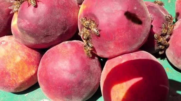 Honigbienen kriechen auf reife Pfirsiche und trinken Saft. — Stockvideo