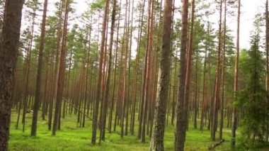 Ormandaki nehir dağ üzerinde küçük şelale.