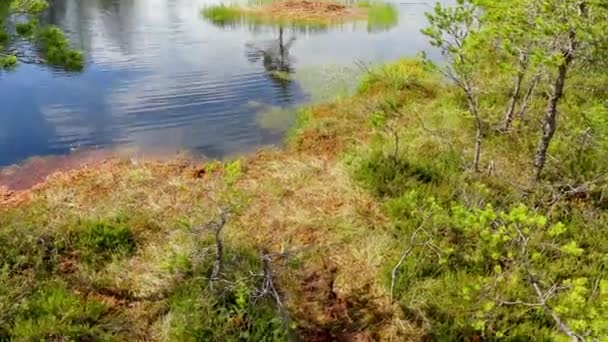 Kleiner Wasserfall am Gebirgsfluss im Wald. — Stockvideo