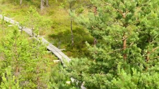 Kleine waterval op de rivier berg in bos. — Stockvideo
