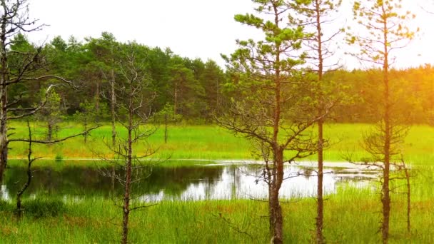 Panorama of Swamp Field In Viru Raba in Lahemaa, Estonia. — Stock Video