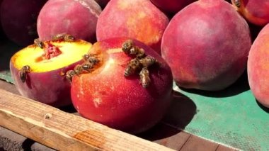 Bal arıları sürüngen olgun şeftali ve İçecek suyu.
