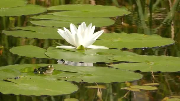 습지 개구리 (Pelophylax ridibundus) 큰 개구리 유럽 기본 이며 진정한 개구리의 가족에 속한다. 그것은 매우 밀접 하 게 관련 된 식용 개구리와 수영장 개구리에 외관에서 유사 하다. — 비디오