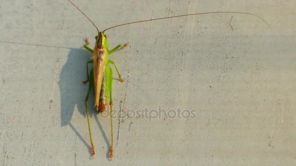 Саранча - это некоторые виды короткорогих кузнечиков из семейства Acrididae, у которых фаза роя. Не проводится таксономическое различие между видами саранчи и кузнечиков . — стоковое видео