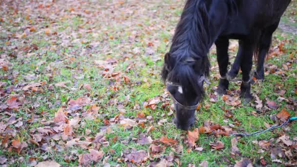 Черная лошадь ест траву на пастбище . — стоковое видео
