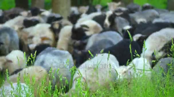 Stado owiec wielobarwny pochodzi z pastwiska na straganie. — Wideo stockowe
