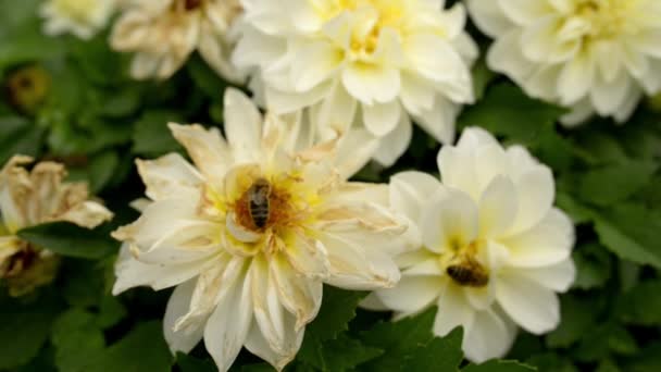 Las abejas se sientan y recogen el néctar de la flor blanca . — Vídeo de stock