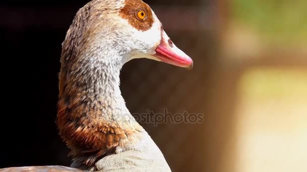 埃及鹅 （Alopochen 蚧） 是鸭、 鹅和天鹅雁鸭科的成员。它是原产于非洲南部撒哈拉沙漠、 尼罗河流域. — 图库视频影像