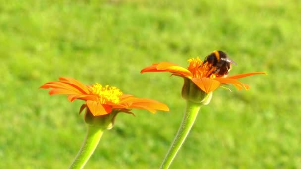 大黄蜂上橙花金盏花。大黄蜂 （也可以写的大黄蜂） 是蜜蜂，蜜蜂家族之一科的一部分属于熊蜂属的成员。已知的大黄蜂超过 250 种. — 图库视频影像