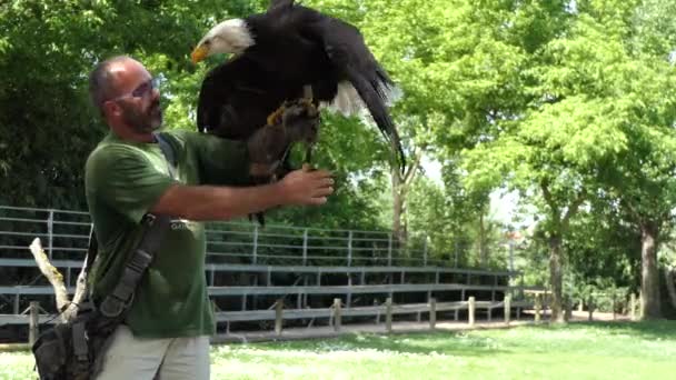 Porto, Portugal - 22 April-2017: Invoering van een trainer met vogels in Zoo Santo Inácio in Portugal. — Stockvideo