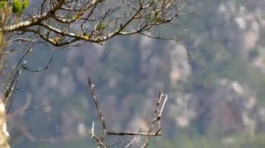 Valldemossa Charterhouse (Valldemossa Carthusian Manastırı) Valldemossa, Mayorka, Balear Adaları, İspanya eski Carthusian Manastırı var. Charterhouse bir kraliyet ikametgahı olarak kuruldu.