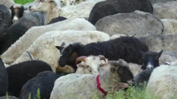 Κοπάδι πρόβατα πολύχρωμα προέρχεται από βοσκότοπους στο στάβλο. — Αρχείο Βίντεο