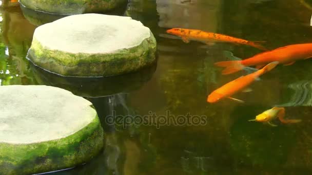 锦鲤被彩色阿穆尔鲤鱼 (鲤 rubrofuscus)，可用于装饰目的在室外池塘和花园保持窗体。锦鲤品种有别的颜色，图案和鳞片. — 图库视频影像
