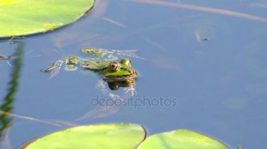 Marsh Kurbağa (Pelophylax ridibundus) en büyük kurbağa Avrupa'ya doğal ve gerçek kurbağa ailesine ait. Yakından ilgili yenilebilir kurbağa ve havuzu kurbağa görünüm olarak çok benzer.