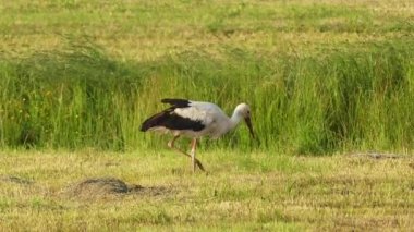 Beyaz leylek (Ciconia ciconia) familyasından leylek büyük kuş Ciconiidae. Onun tüyleri özellikle kanat üzerinde siyah beyazdır. Yetişkin kırmızı uzun bacakları ve uzun kırmızı gagaları sivri.