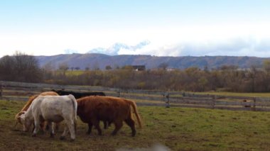 Yayla İskoç sığır ırkı sığırlar. Onlar uzun boynuzları ve renkli siyah, brindle, kırmızı, sarı, beyaz, gümüş veya dun vardır uzun dalgalı kat var ve onlar için öncelikle onların et yetiştirilir.