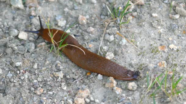 İspanyol slug (Arion vulgaris), Latince Adı Arion lusitanicus, hava nefes kara sülük, Arionidae ailesindeki karasal pulmonate gastropod yumuşakça, roundback sümüklü böcek türüdür. — Stok video