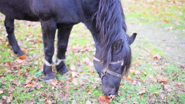Черная лошадь ест траву на пастбище . — стоковое видео