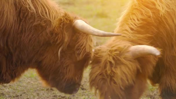 El ganado de las tierras altas es de raza escocesa. Tienen cuernos largos y largos abrigos ondulados que son de color negro, brindle, rojo, amarillo, blanco, plata o dun, y se crían principalmente por su carne . — Vídeo de stock