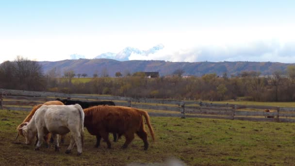 苏格兰高地牛是苏格兰牛品种。他们有长长的角和长长的卷发的外套都涂成的黑色，斑纹、 红色、 黄色、 白色、 银色或墩，和他们养是主要为了他们的肉. — 图库视频影像