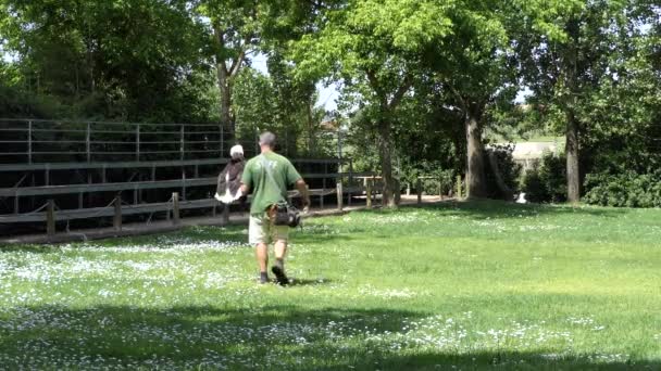 Porto, portugal - 22. April 2017: Einführung eines Trainers mit Vögeln im zoo santo inacio in portugal. — Stockvideo