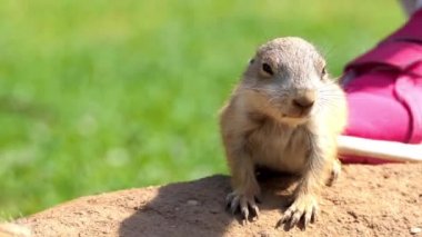 Sarı zemin sincap (Spermophilus fulvus) arka ayakları üzerinde çıplak ayak ile büyük ve sağlam türdür. Bu Afganistan, Çin, Iran, Kazakistan, Türkmenistan, Özbekistan ve Rusya bulunur.