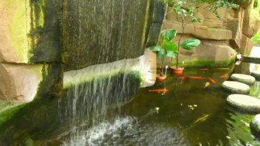 Koi açık havuz ve bahçeleri dekoratif amaçlı tutulur Amur sazan (Cyprinus rubrofuscus) şeklinde renkli. Koi çeşitleri renklendirme, desenlendirme ve kertenkele tarafından ayrılır.