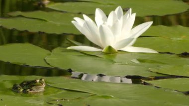 Marsh Kurbağa (Pelophylax ridibundus) en büyük kurbağa Avrupa'ya doğal ve gerçek kurbağa ailesine ait. Yakından ilgili yenilebilir kurbağa ve havuzu kurbağa görünüm olarak çok benzer.