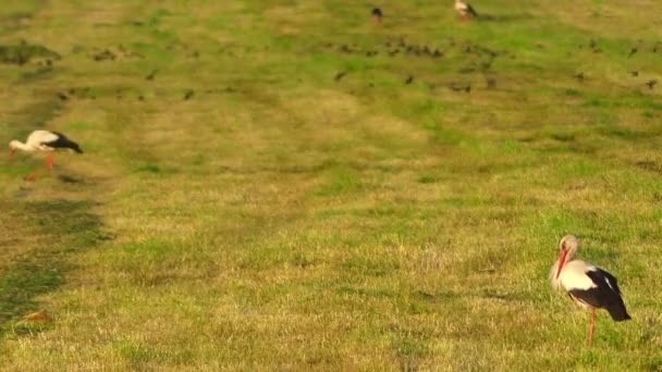 Weißstorch (ciconia ciconia) ist ein großer Vogel in der Storchenfamilie ciconiidae. Sein Gefieder ist überwiegend weiß, mit schwarzen Flügeln. Erwachsene haben lange rote Beine und lange spitze rote Schnäbel. — Stockvideo