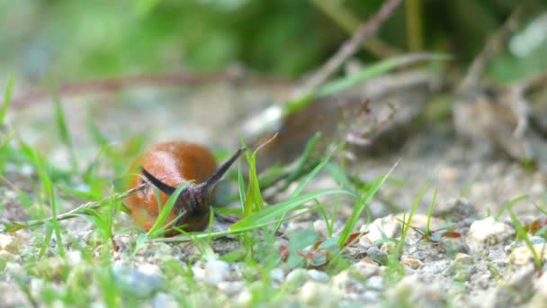 스페인 슬러그 (Arion vulgaris), 라틴어 이름 Arion lusitanicus는 공기 호흡 땅 민 달팽이, 가족 Arionidae에에서 지상파 pulmonate gastropod 연체 동물, roundback 굼 벵이의 종. — 비디오