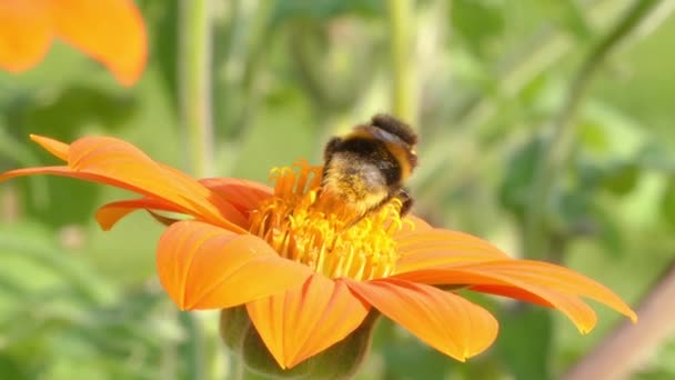 オレンジ色の花のキンセンカのバンブルビー。バンブルビー (蜂をしくじるとも書かれる) は、属マルハナバチ、ミツバチ科、ミツバチ家族の 1 つの一部のメンバーです。バンブルビーの 250 以上の種が知られています。. — ストック動画