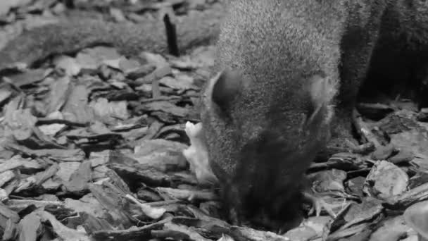 Puma yagouaroundi of eyra kat is kleine wilde kat inheems in Zuid-Noord-Amerika en Zuid-Amerika. Het heet ook gato colorado, gato moro, leon brenero, onza, tigrillo en leoncillo. — Stockvideo