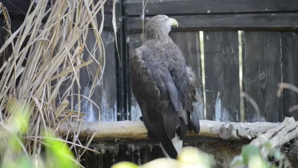 Steller sea eagle es una gran ave rapaz de la familia Accipitridae que se encuentra en la costa noreste de Asia y se alimenta principalmente de peces y aves acuáticas. . — Vídeo de stock