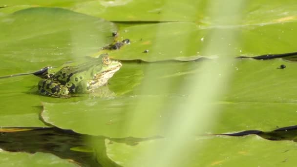 沼泽青蛙 (黑斑侧褶 ridibundus) 是原产于欧洲的大青蛙，属于家庭的真正的青蛙。它是在外观非常相似的密切相关的食用蛙和游泳池青蛙. — 图库视频影像