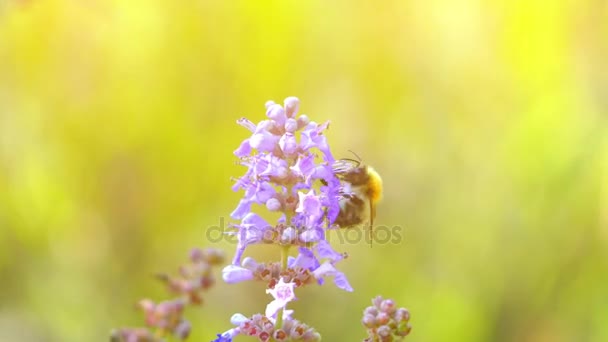 Un calabrone su un fiore blu. Bumblebee (scritto anche bombo) è membro del genere Bombus, parte di Apidae, una delle famiglie di api. Sono note oltre 250 specie di calabroni . — Video Stock