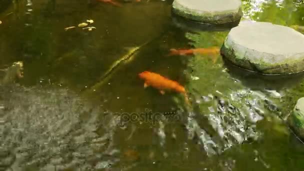 Koi são formas coloridas de carpa Amur (Cyprinus rubrofuscus) que são mantidos para fins decorativos em lagoas e jardins ao ar livre. As variedades de Koi distinguem-se pela coloração, padronização e escalonamento . — Vídeo de Stock