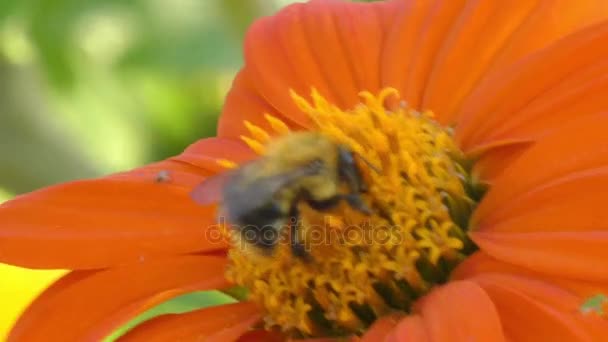 Humla på orange blomma ringblomma. Humla (också skrivit Humlan) är medlem av släktet Bombus, del av långtungebin, en av bee familjer. Över 250 arter av humla är kända. — Stockvideo