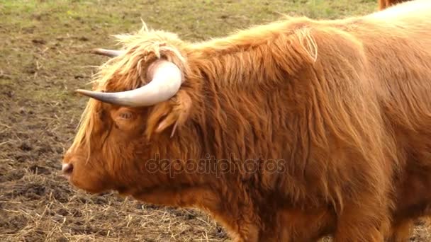 ハイランド牛はスコットランドの牛品種です。長い角と色ブラック、ブリンドル、レッド、イエロー、白、銀または dun は、長い波状のコートがあるし、彼らは、彼らの肉のために主に発生. — ストック動画